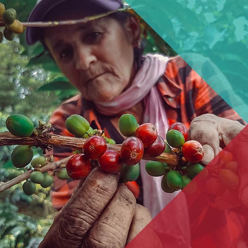 An older Colombian woman doing agricultural work, picking coffee beans